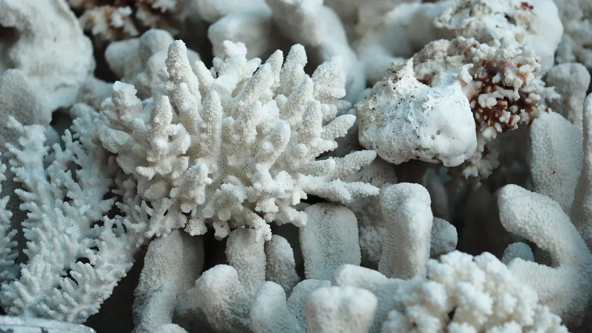 10 Signs of Coral Bleaching Every Snorkeller Should Know
