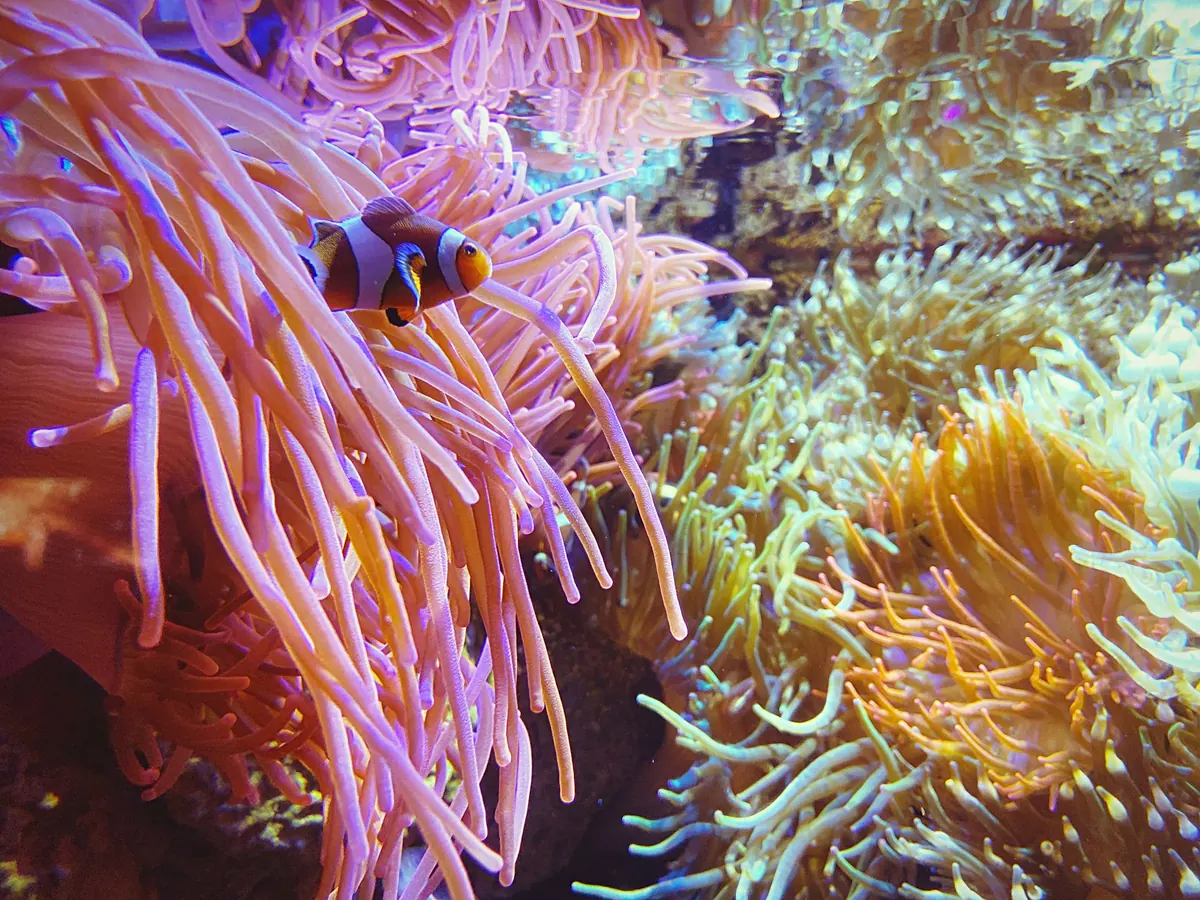 Clownfish and Anemones: A Beginner's Guide to Their Symbiosis