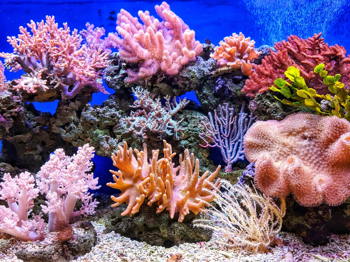 Common Mistakes When Setting Up a Marine Aquarium