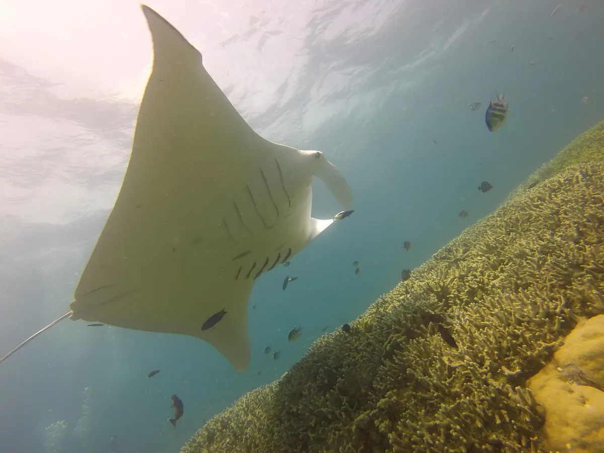 Diving