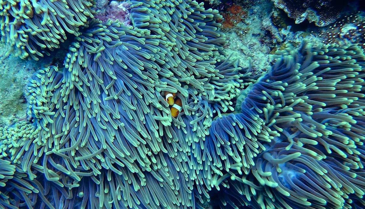 How to Frag Soft Corals Safely: A Beginner's Step-by-Step Guide
