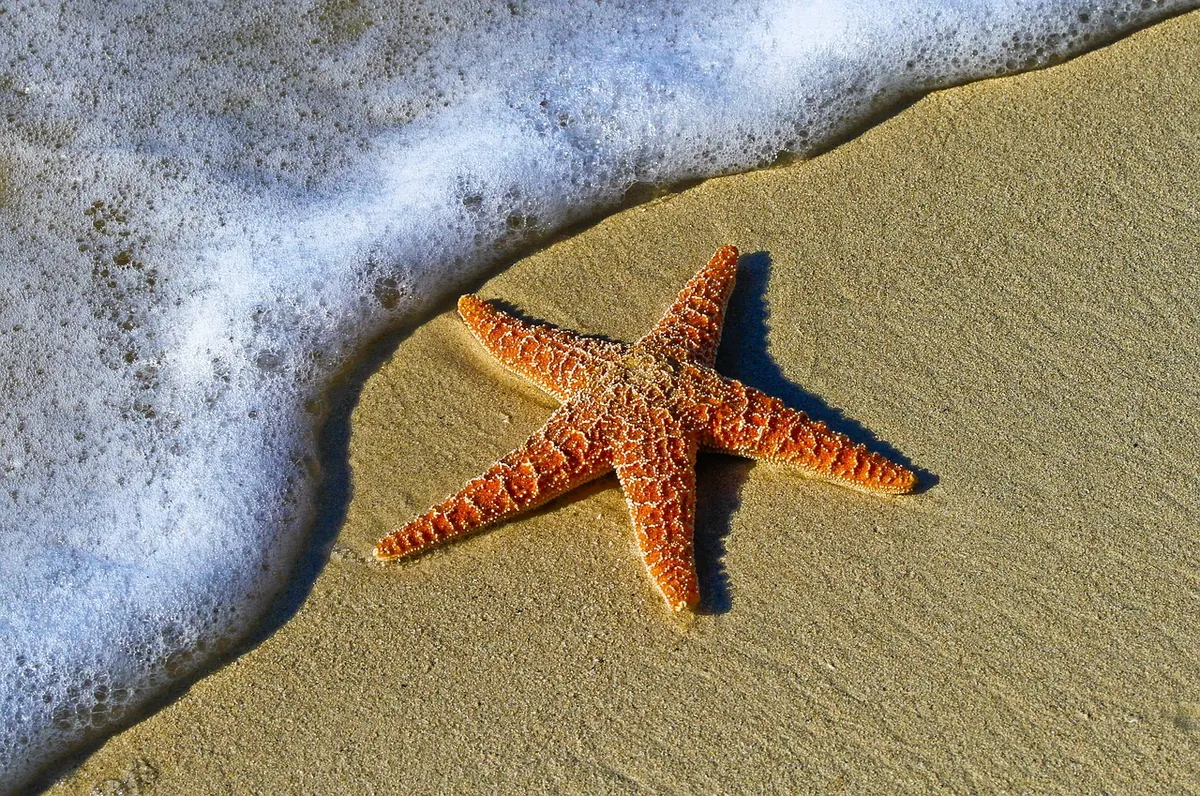 Marine Life